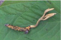 5��ֲ���ʳ���³�