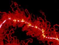 ��ŵ������ҡ����Laskerҽѧ�о�������