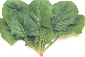 ��ʳ���˿���Ŀ��ä