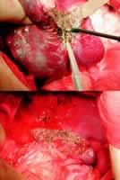 ��Ƶ��������Ƣ�г���