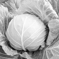 ����ʵ�鷢�ֶ�Ծ��Ĳ������������