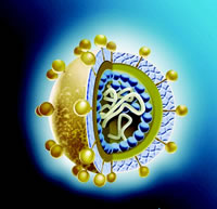 ���Ƹ���ֲ����θ���Peg-IFN��-2b��������Τ����Ч