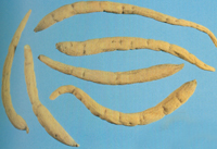  
                  ����Ҷ��
                