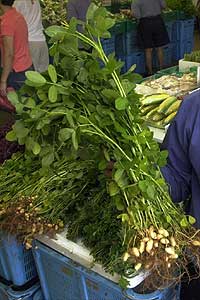 ����������ͷ��