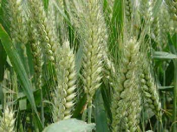 
	
   	 �������Ҳ��ҩ(��ͼ)  