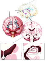 �����������½�չ