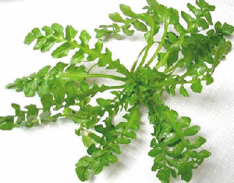  
��ƻ���������֭������
