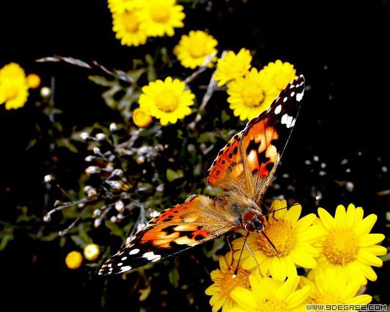 
	
   	��˵�ҩ�ü�ֵ�ͱ���