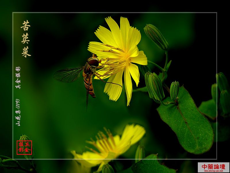 
	
   	��˵�ҩ�ü�ֵ�ͱ���