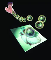 ����ϸ��������˥ һ�����ڸ�ϸ����ֲ����AMI������˥�ߵı���