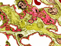 �ط���Ĥ�������������Ƽ����ƽ�չ