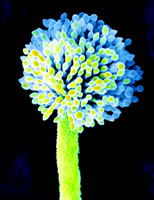 Ԥ����������������ù��B�ͻ�еͨ��������ù��Ⱦ�ĸ�Σ����