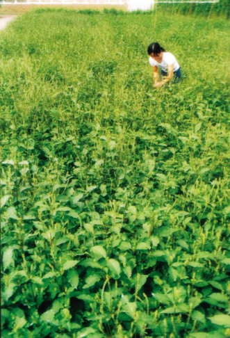 ��ҩ����·��ѡ��
���Գ���