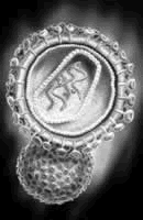 2006���л�ҽѧ�Ƽ���һ�Ƚ���Ŀ�ɹ���� ����Ӧ����ص�ϸ������ӻ����о�