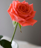 ���鲻�ò����ȵ�õ�廨��_�̾Ʋ�_����֮ʳƪ_����ҳ��_��ҽ����_��ҽ_39������ �� �й���һ�����Ż���վ