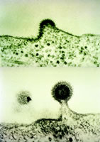 2006�갬�̲����������ƽ�չ�ع�