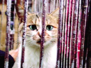 ����è�ڹ㶫������ʳ                     