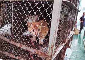 ����è�ڹ㶫������ʳ                     