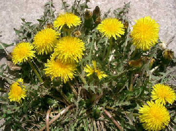  







�ѹ�Ӣ��²�׳��ǿ��







