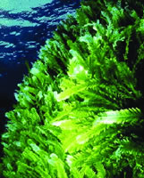 ֲ����Դ�Ħ�-3֬����Ҳ�ɽ�Ѫѹ