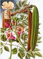 ľ����(SEMEN OROXYLI)_��ʵ�����Ӻ�������_��ҩͼ��ר��_ר��_��ҽ_39������ �� �й���һ�����Ż���վ