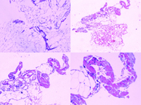 �ļ¡����ơ�����