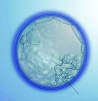 ����ѧ�ƺ����ٴ��ò� Ӣ����׼�Ӻ���̥�����о�