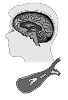 ����:2006�����