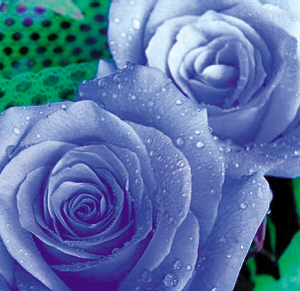 ������������������Ȼ�۰׾�͸��