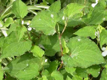  







��֢ʳ����Ȼ���Ȳ�







