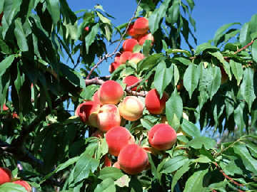  �ҡ���Ӷ����˶��