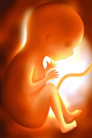 ������ѧ��Ⱦ���̥Ӥ����Ǳ��Σ��