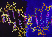 PETɨ����Ԥ�⻯��Ч��