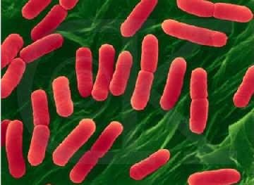 ������ϸ�����������  