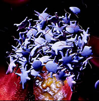 ѪС����Կɶ���Ԥ��STEMIת�� ѪС����Ը���6���º��ļ��ٹ�ע����,ST�λ��仺��