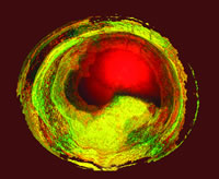 ���ֵĲ��ȶ��Թ��Ĳ������ƻ����