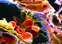 �Ҹβ������䵰�׳ɷ�Ӱ�����״ϸ����ֳ��ϸ������ʱ���