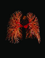 �ҹ�ѧ�߲���ϸ����ֲ���Ʒζ�����ѹ��ͻ��