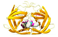 ���Ӱ��̲�HAART�е�����������