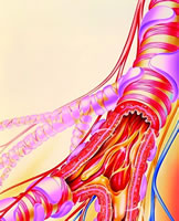 ����������Һ8-��ǰ����ˮƽ�ɷ�ӳCOPD���߷����׳̶�