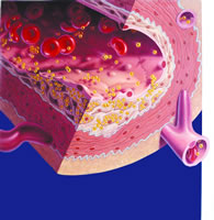 ��͡��HeFH��ͯ��ȫ����ȷ ���ƺ����¼��������ԡ��ζ���δ��������