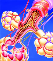 �����������Էμ����� ֧���ܸ߷�Ӧ�Ժͺ�����NO������