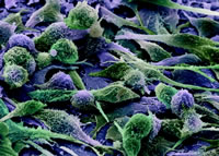 �ѳ�����������¹��ߡ���HE4