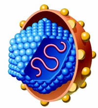 1b��HCV��Ⱦ:��Ӳ����չΪ��ϸ�����ĸ�Σ����