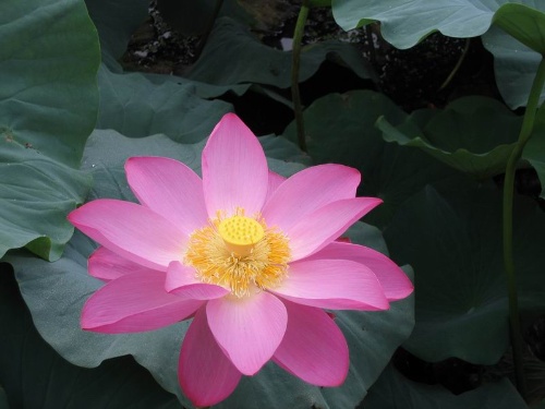 
	
   	��̬�ǽ�����һҪ��