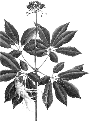 ����֮�� ����ҩ�����ߵ��ۺ�����