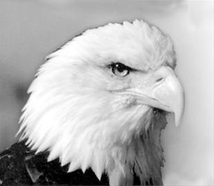 �����������´���������Ч�����