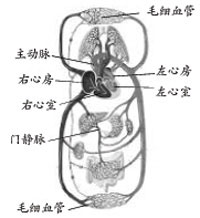 ����Ѫ������ηֲ���