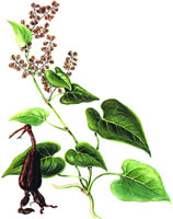 �в�ҩ����ĸ������ܵ���ע