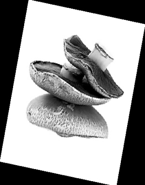 �㹽���ÿ�ˮ��